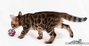 rosetted Bengal